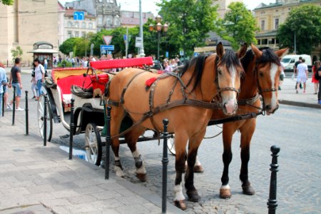 Carriage Horse Harness Horse And Buggy Mode Of Transport photo