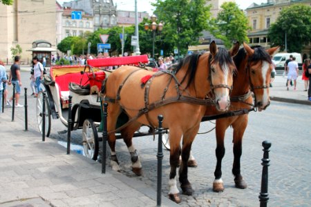 Carriage Horse Harness Horse And Buggy Mode Of Transport