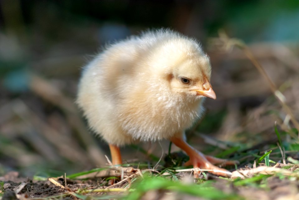 Bird Chicken Galliformes Beak photo