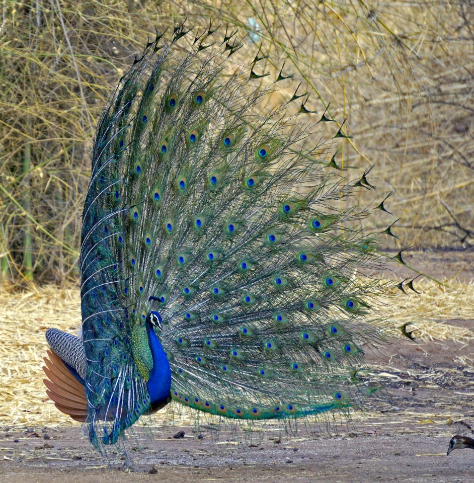Peafowl Fauna Feather Galliformes