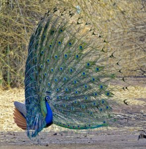 Peafowl Fauna Feather Galliformes