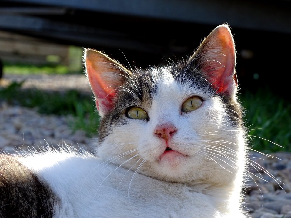 Cat Whiskers Fauna Small To Medium Sized Cats