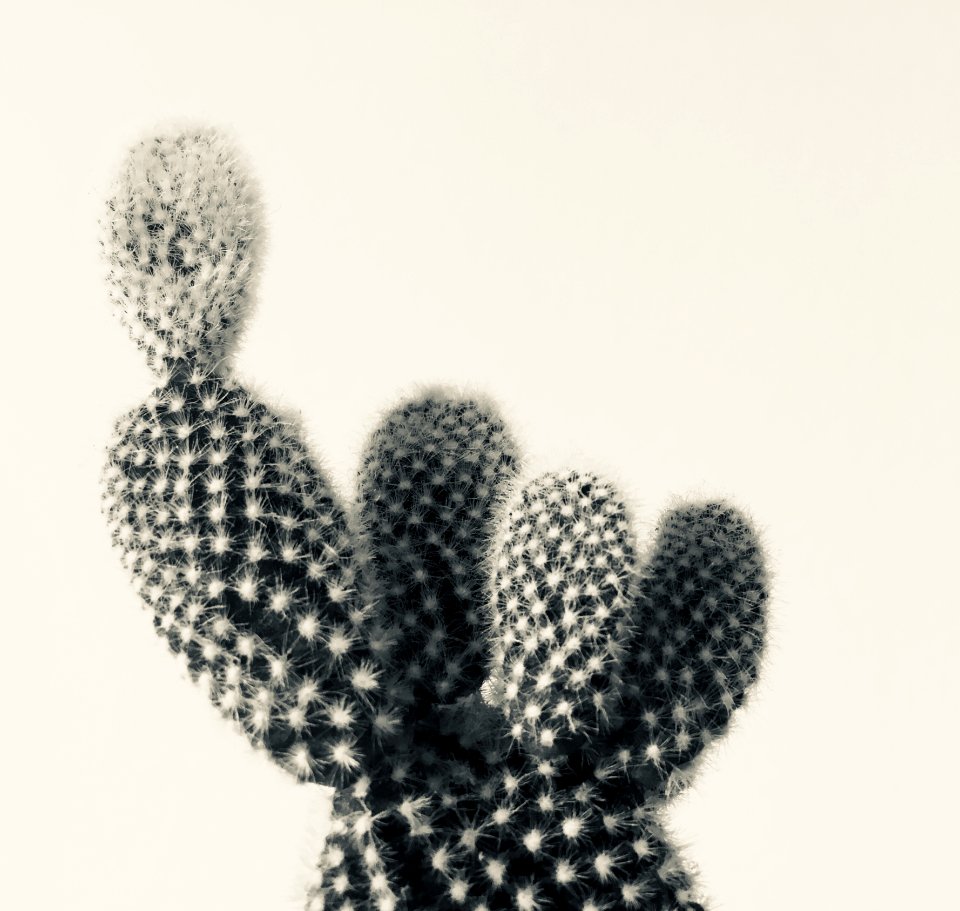 Cactus Flowering Plant Caryophyllales
