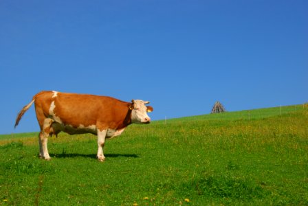Grassland Pasture Grazing Cattle Like Mammal photo