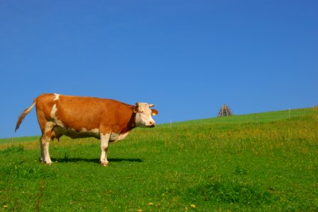 Grassland Pasture Grazing Cattle Like Mammal