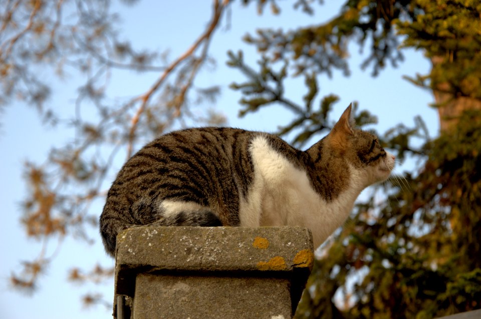 Mammal Fauna Tree Cat photo