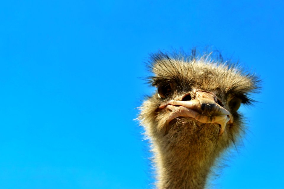 Ostrich Ratite Beak Sky