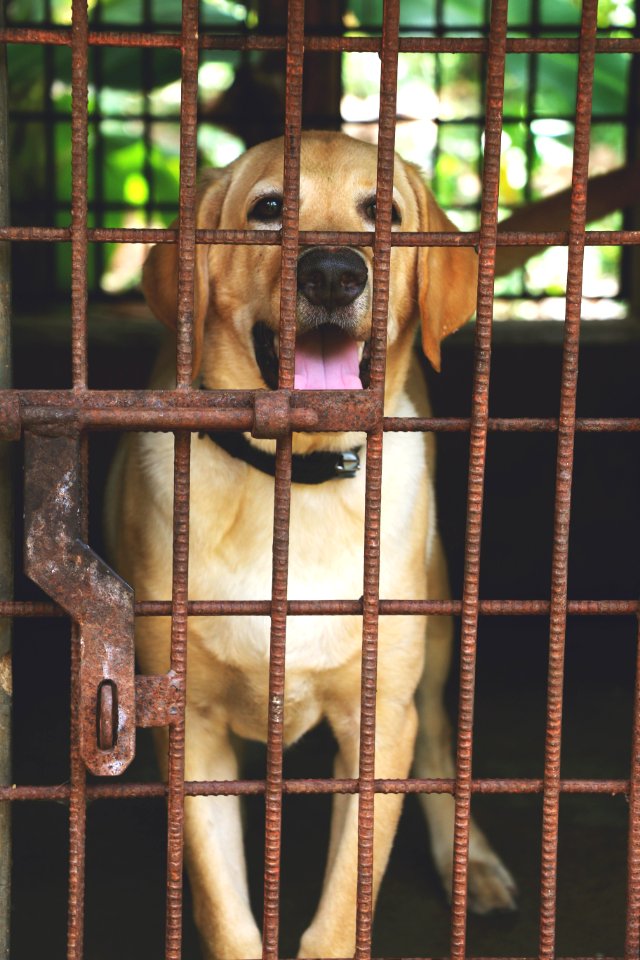 Animal Shelter Dog Dog Breed Dog Like Mammal