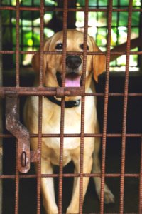 Animal Shelter Dog Dog Breed Dog Like Mammal photo