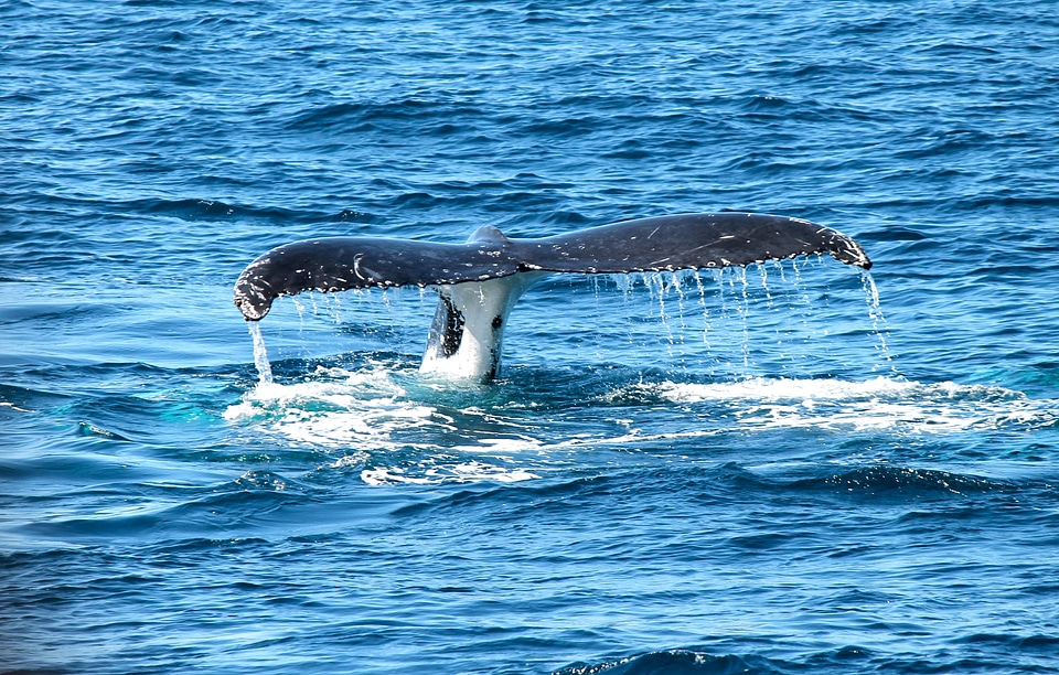Maritime sea sea mammal