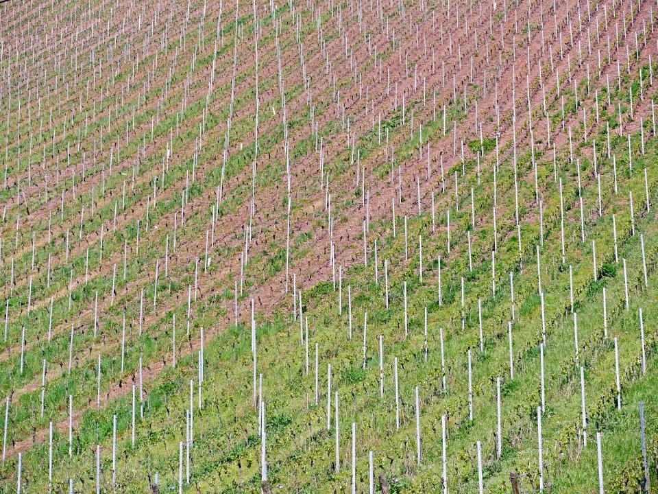 Agriculture Field Crop Vineyard