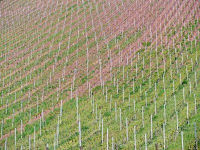 Agriculture Field Crop Vineyard