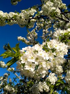 Blue Blossom Spring Sky