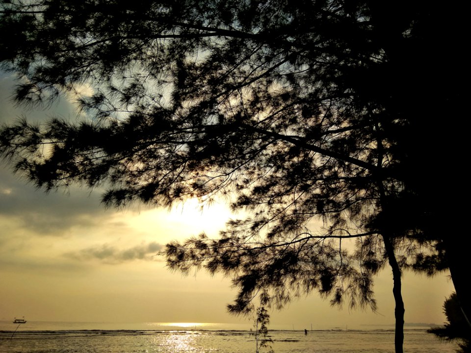 Sky Nature Water Tree