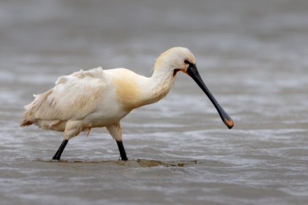 Bird Spoonbill Beak Pelecaniformes photo