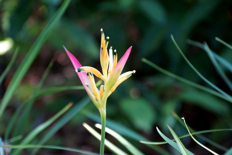 Flower Flora Plant Wildflower