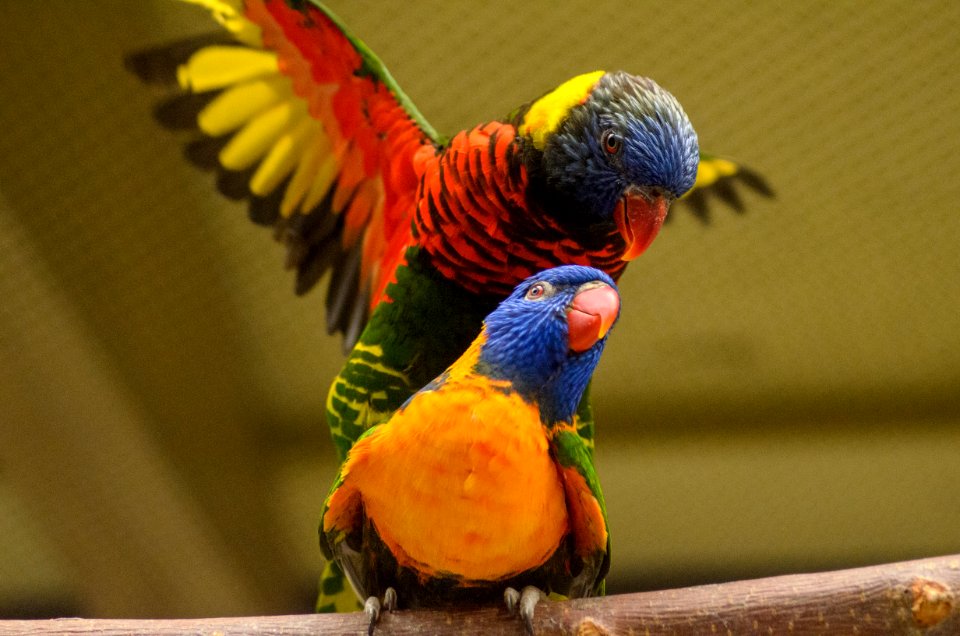 Bird Parrot Lorikeet Beak photo