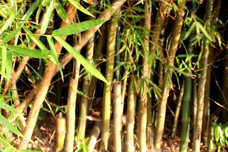 Bamboo Grass Family Plant Stem Grass