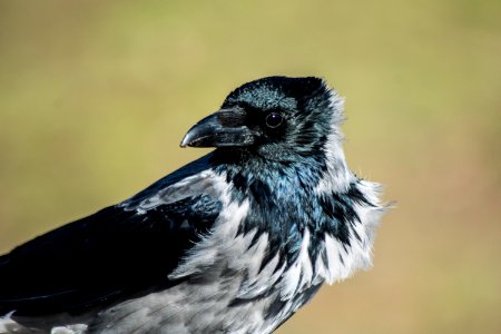 Bird Beak Fauna Crow Like Bird