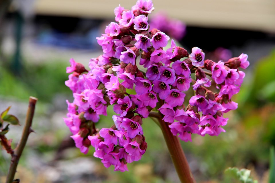 Flower Plant Flora Flowering Plant
