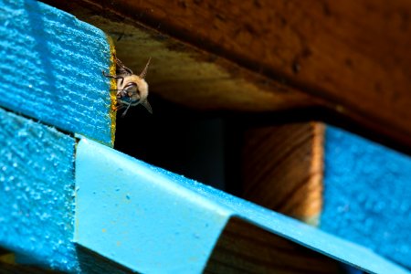 Insect Membrane Winged Insect Invertebrate Wood