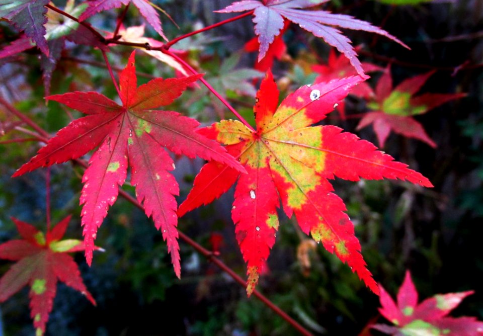 Leaf Maple Leaf Autumn Plant