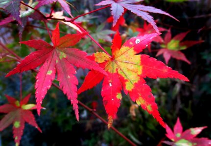 Leaf Maple Leaf Autumn Plant