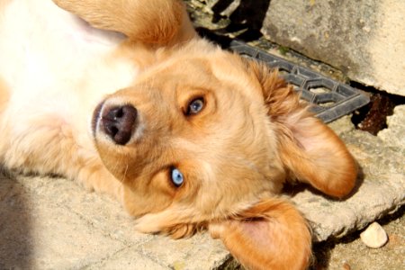 Dog Dog Breed Dog Like Mammal Golden Retriever photo