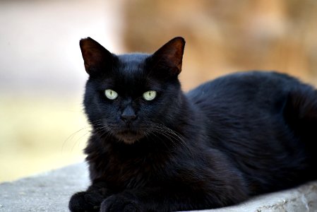 Cat Black Cat Black Mammal photo