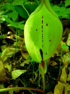 Plant Arum Leaf Flora