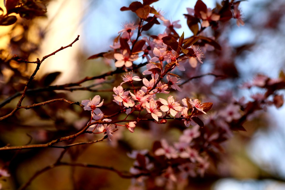 Blossom Branch Spring Pink