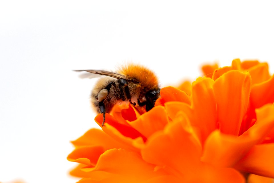 Macro Photo Honey Bee On Orange Flower