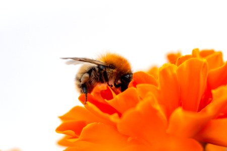 Macro Photo Honey Bee On Orange Flower photo