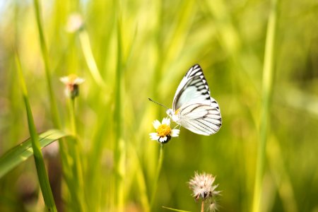 White And Black Butterfly On White Flower