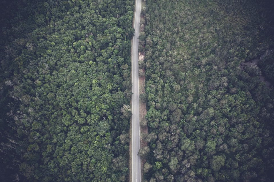Aerial Photo Of Forest