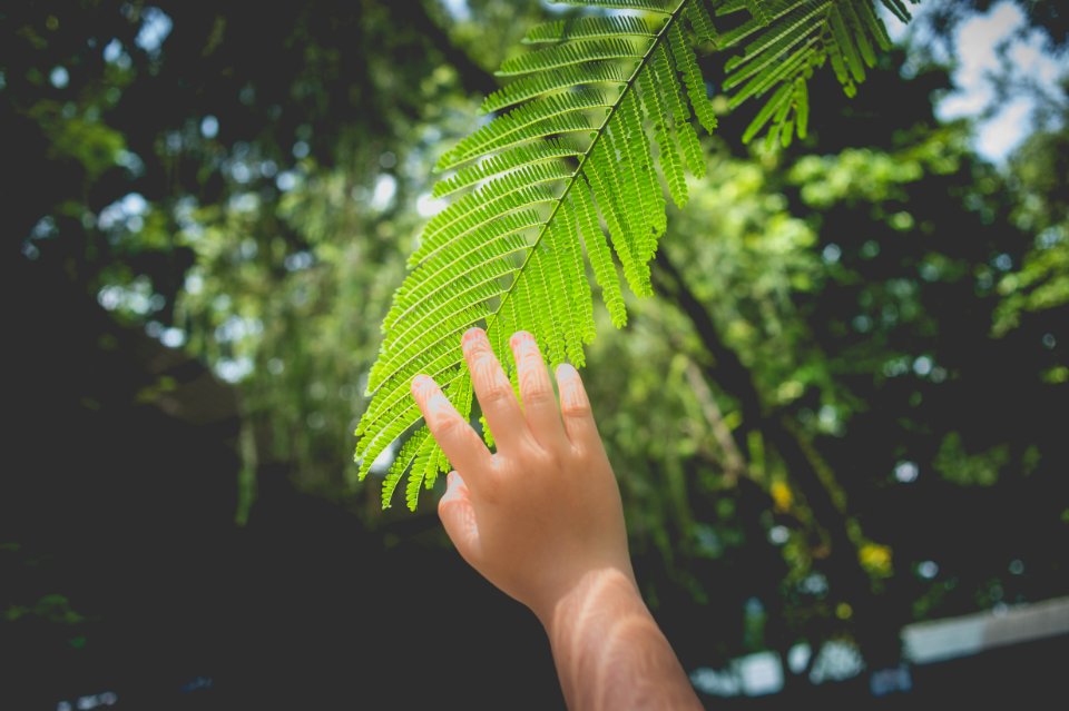 Green Leafed Trees