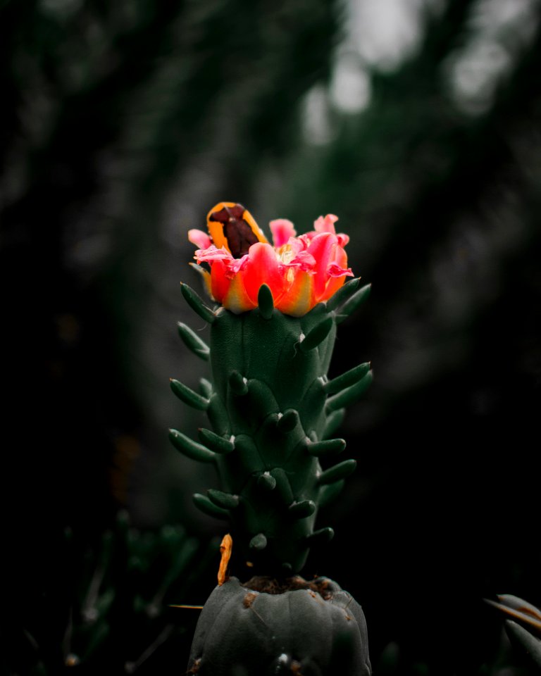 Selective Focus Photography Of Pink Cactus Flower