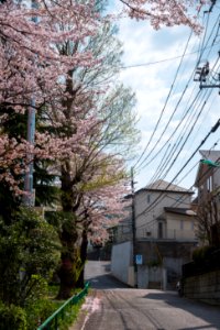 Cherry Blossom Tree Beside Road Photography photo