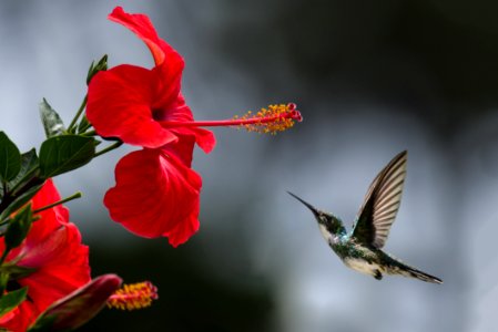 Brown Hummingbird Selective Focus Photography photo