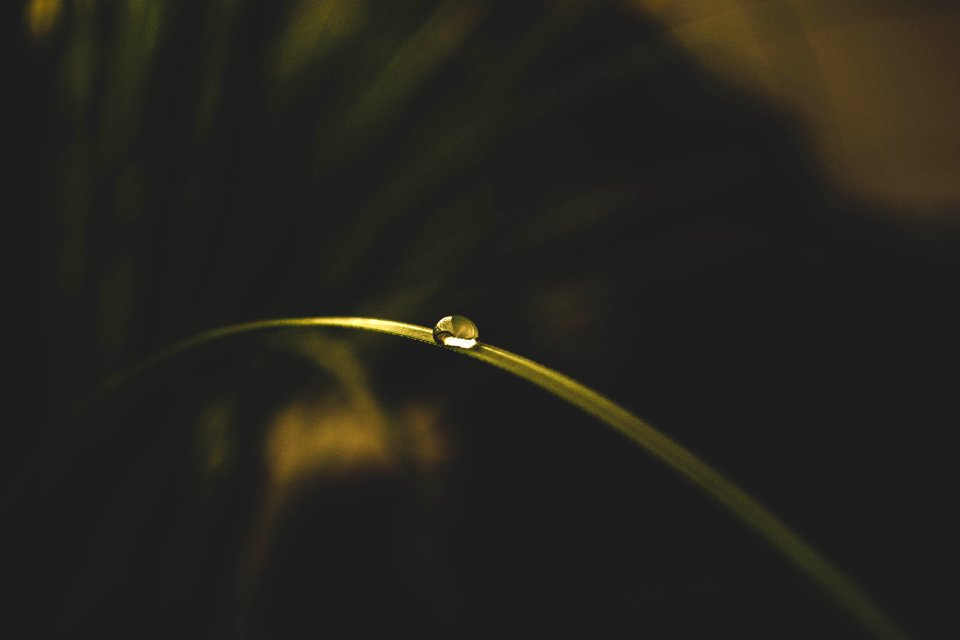 Selective Focus Photo Of Water Drop