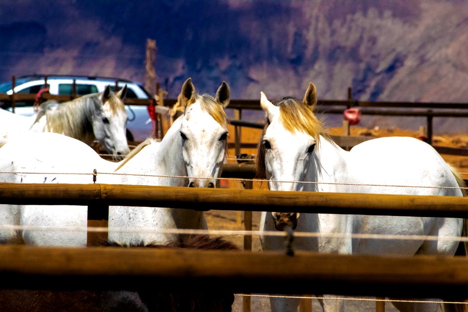 Three White Horses On A Barn photo