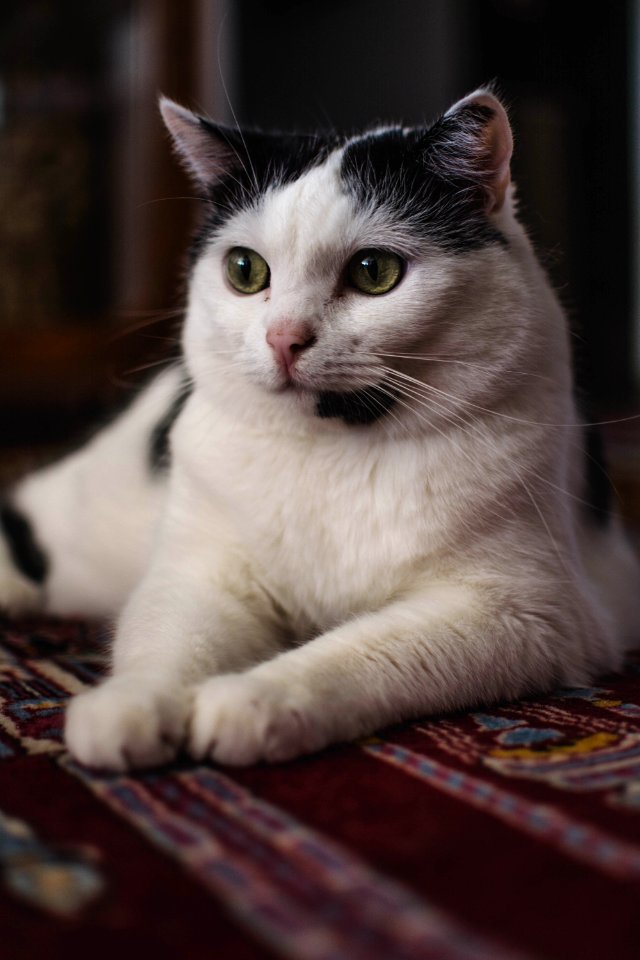 Selective Focus Photography Of Black And White Cat photo