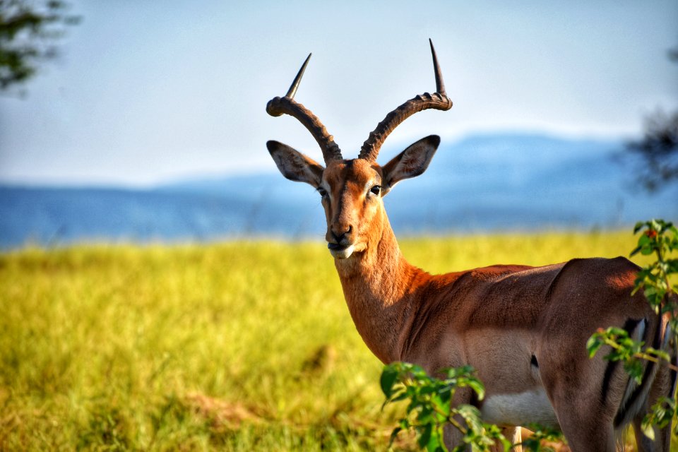 Brown Deer On Green Grass Field photo