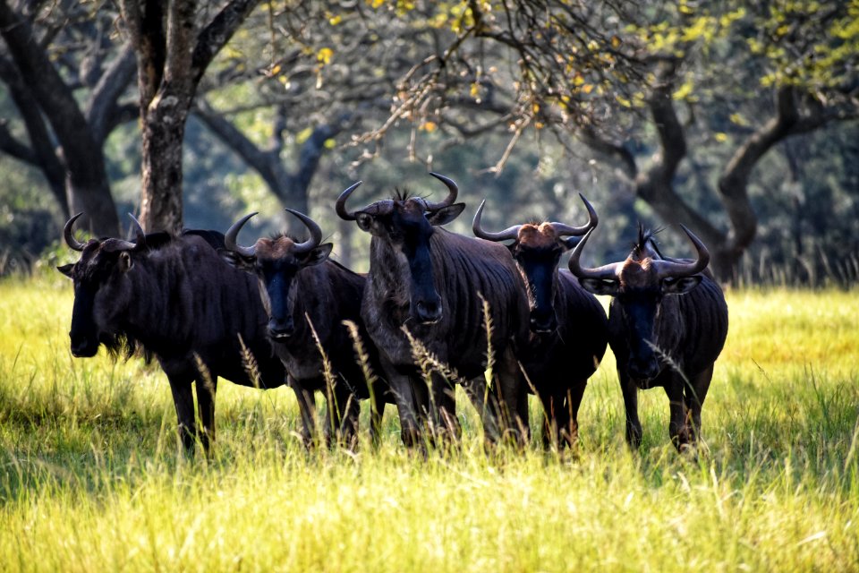 Photography Of Group Of Black Ox