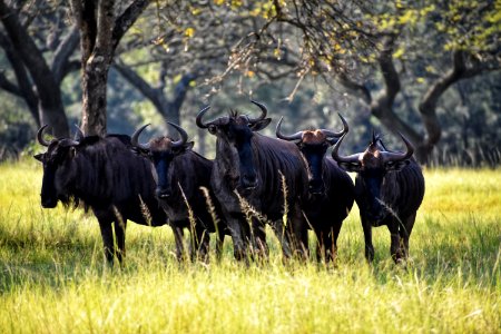 Photography Of Group Of Black Ox photo