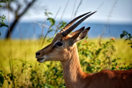 Selective Focus Photography Of Brown Antelope photo