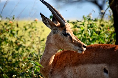 Shallow Focus Photography Of Antelope