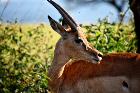 Shallow Focus Photography Of Antelope photo