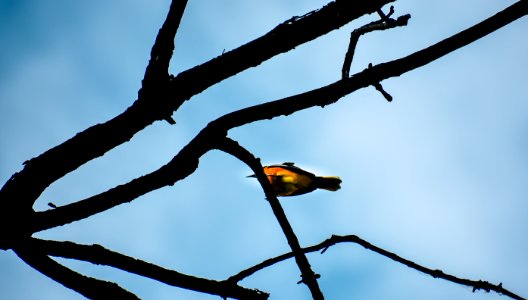 Shallow Focus Photography Of Yellow Bird On Brown Tree Branch photo