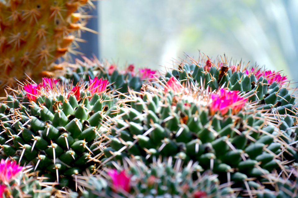Shallow Focus Photography Of Cactus